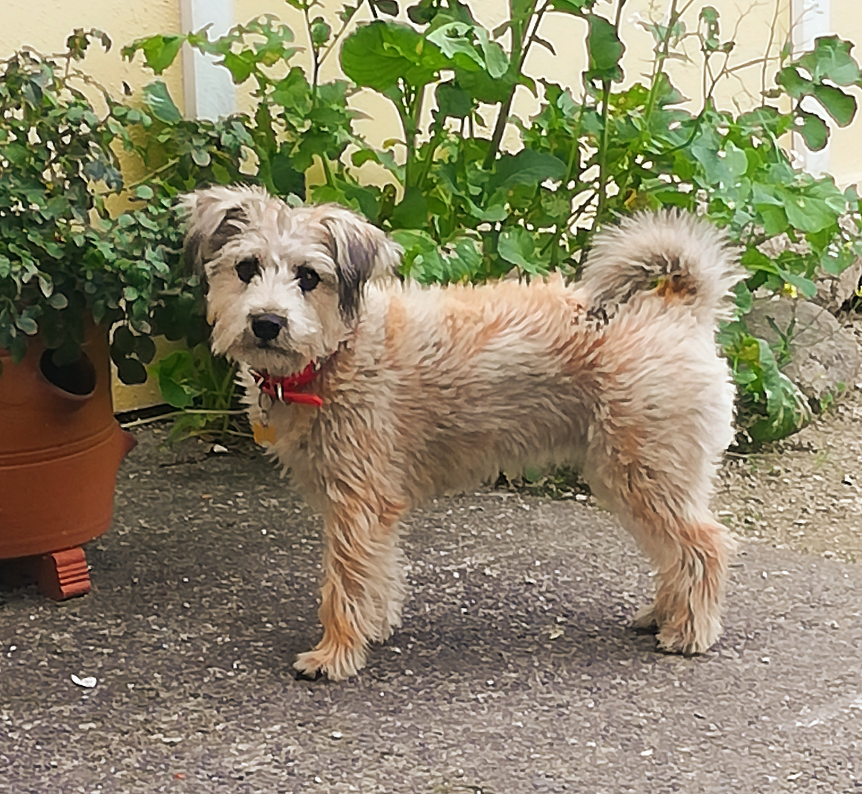 Tip the dog, stands next to a plant pot.